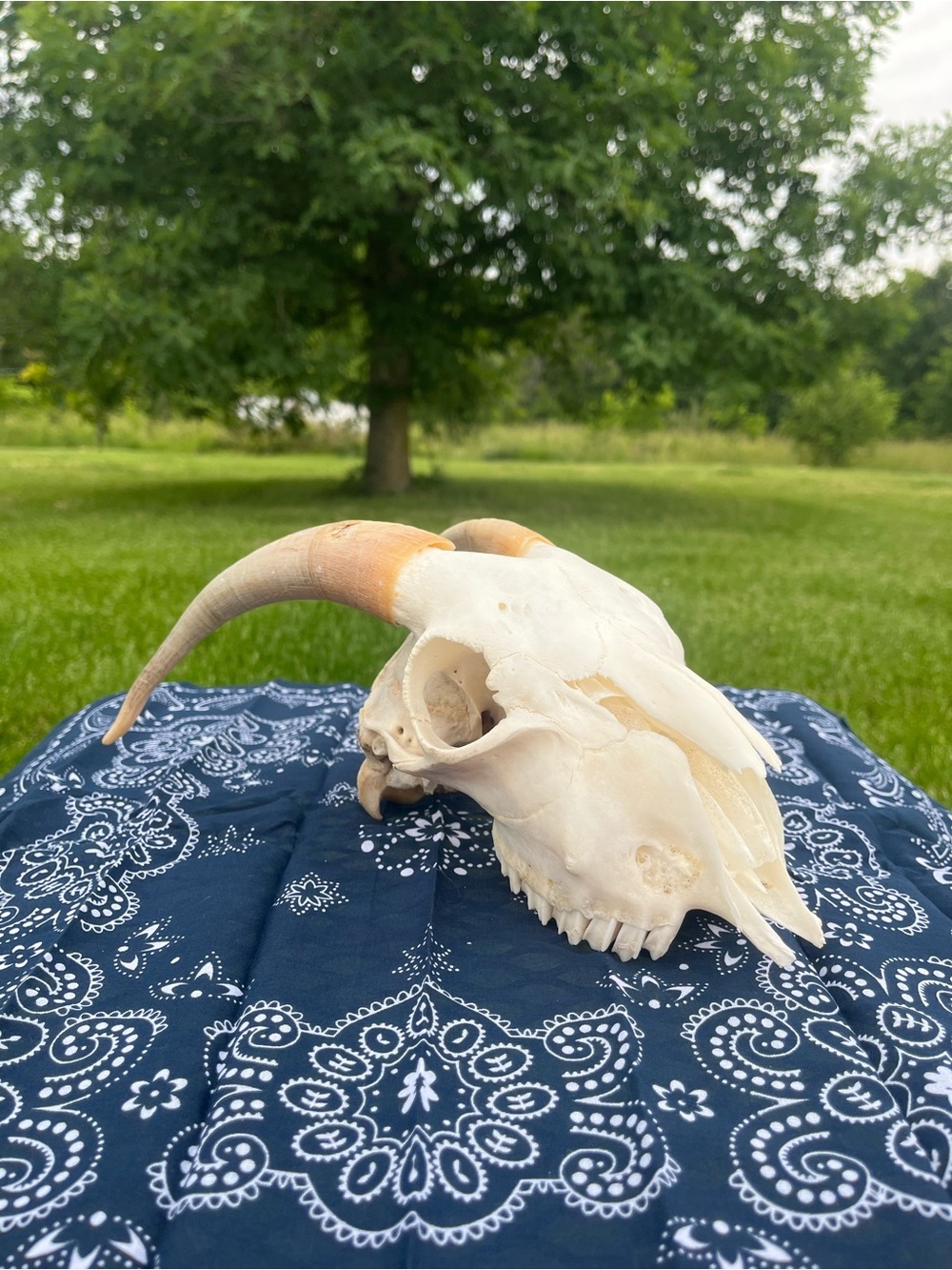 Goat Skull with Original Horns - Animal Bones - Taxidermy - Blue Bandana